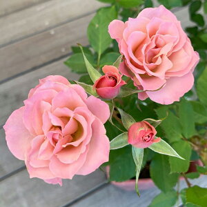 o̕c/[25N12㒆{\]oiFG[YjFi߂jc6A