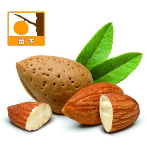 ʎ̕c/[25N12㒆{\]XC[gA[hFmp4|bg