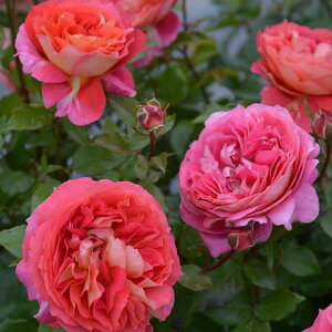 o̕c/[26N1{\]TEIGeBXFASm[cc6pA(o)