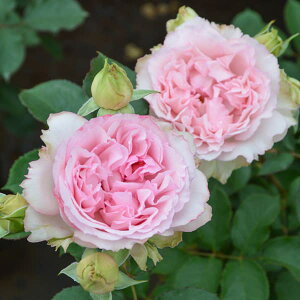 o̕c/[26N1{\]TEIGeBXFtH[V[YYc6pA