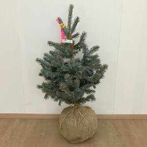 Ԗ ؂̕c/[25N11{\]sZAvQXivQXgEqjFzvV[ 80-90cm