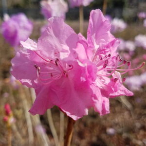 Ԗ ؂̕c/[25N10{\]ccWFCccW40`50cm