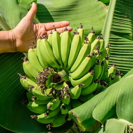 果樹の苗/[24年6月中下旬予約]バナナ：スーパードワーフキャベンディッシュ4号ポット