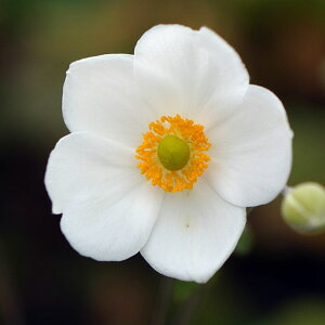 Ԃ̕c/[25N11{\]AllFAhAAgL\4|bg