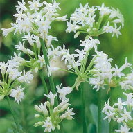 球根/[26年4月下旬予約]ツルバキア ビオラセア アルバ（白花）1球入り