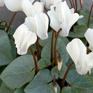 Ԃ̕c/[25N11{\]VNFVo[r[eB[@zCg3-3.5|bg