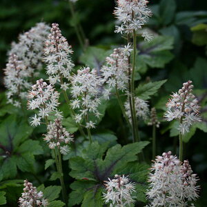 Ԃ̕c/[25N12㒆{\]eBAFEC[3-3.5|bg