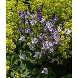 Ԃ̕c/[26N1{\]u[fBAigeCAjFfB4.5|bg