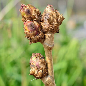 ؂̕c/[25N12㒆{\]^̖؁FVR_̖4|bgi1Ncj