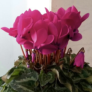 [25N11{\]VNFnIX@tNVAlI5A