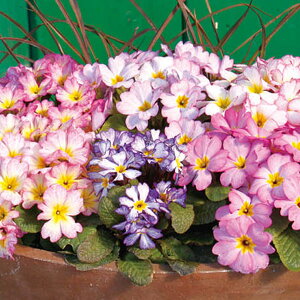 Ԃ̕c/[25N12㒆{\]vFaԐF~bNX3|bg 2Zbg