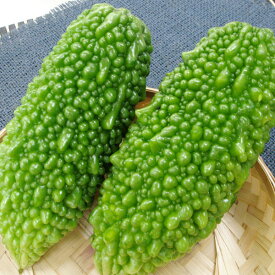 野菜の苗/[26年4月下旬予約]琉球野菜：あばしゴーヤ（苦瓜・ニガウリ）自根苗3号ポット