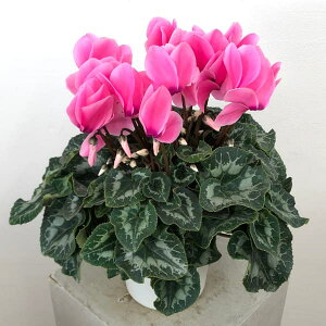 [25N11{\]VNFnIX@CgtNVA5A