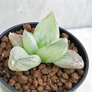 ϗtA/[25N11{\]urlFZuAgCfX@2.5A