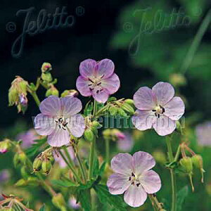 Ԃ̕c/[25N11{\]QjEFveZ@[YNC[3.5|bg[5`6Jԁ@Aɂh]