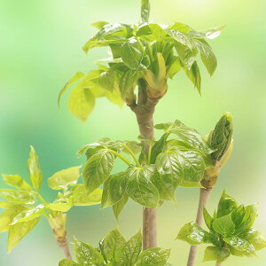 ؂̕c/[25N12㒆{\]^Jmci̒܁ER؁j4|bg