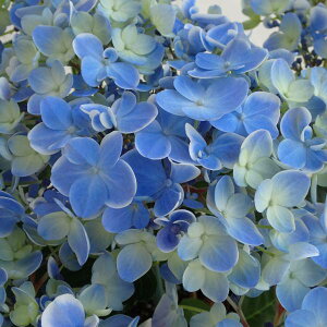 Ԗ ؂̕c/[25N11{\]AWTCF肪Ƃiu[j3.5|bg