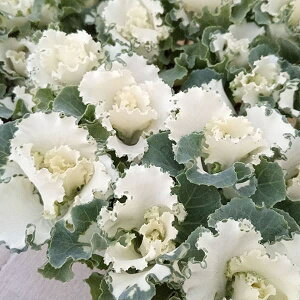 Ԃ̕c/[25N11{\]n{^FZbV@yeBN[3|bg