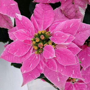 [25N11{\]vZ`AFXm[sN 4A