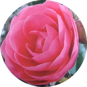 Ԗ ؂̕c/[25N9{\]TUJiRԁEJcoLjFgiREIgj4|bg[11`3Jԁ@wɂ鋽D̉Ԗ]