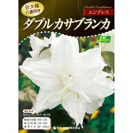 球根/[26年10月中下旬予約]ユリ：ダブルカサブランカ（八重咲き）エンプレス1球入り