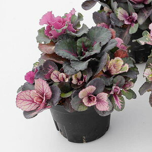 Ԃ̕c/[25N12㒆{\]n{^Fg{{EtW^Cv8cm|bg