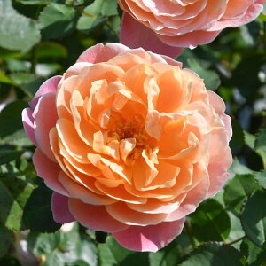 o̕c/[26N1{\]TEIGeBXF^yXg[c6pA(o)