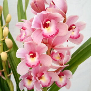 [25N12㒆{\]e[uVrWEFX̐ Ԃ2{@5AiMtj