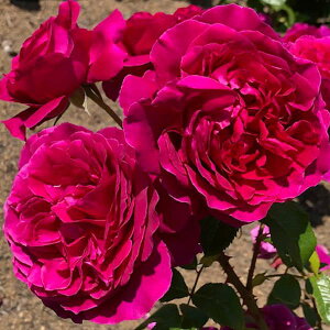 o̕c/[26N1{\]oFʁijc6pA