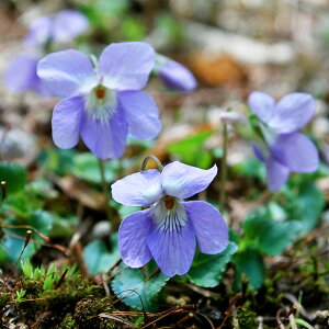 R쑐̕c/[26N1{\]X~F^`c{X~2.5|bg