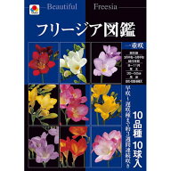球根/[26年9月中下旬予約]フリージア図鑑：一重咲き（10品種の球根セット）