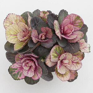 Ԃ̕c/[25N12㒆{\]n{^Fg{{Eۗt^Cv8cm|bg