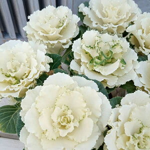 Ԃ̕c/[25N11{\]n{^FtAzCg4{d3|bg