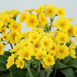 Ԃ̕c/[25N12㒆{\]K[fvFAJgVV(R)CG[(ver.2)3.5|bg 12Zbg