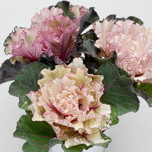 Ԃ̕c/[25N12㒆{\]n{^FNVJ{{EtW^Cv3{A3|bg