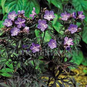 Ԃ̕c/[25N11{\]QjEF_[NC^[3-3.5|bg[6`9Jԁ@Aɂh]