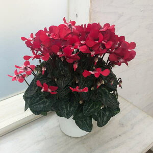 [25N11{\]VNFX[p[WbNXbh5A*