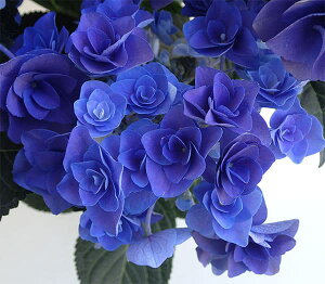 Ԗ ؂̕c/[25N11{\]AWTCFtFA[uiu[j3.5|bg