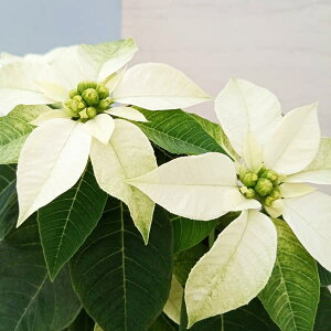 [25N11{\]vZ`AFsAzCg@4A