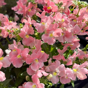 Ԃ̕c/[25N11{\]lVAFAWAvRbg3.5|bg