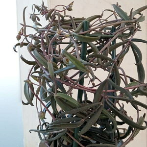 [25N12㒆{\]JRGFђ 5A