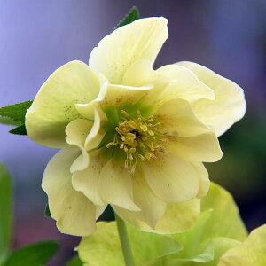 [25N11{\]NX}X[YF*AWFG4.5|bg