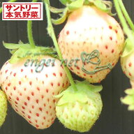 野菜の苗/[送料無料][26年10月中下旬予約]イチゴ（一季成り）：白蜜香(R)（しろみつか）3号ポット* 24株…