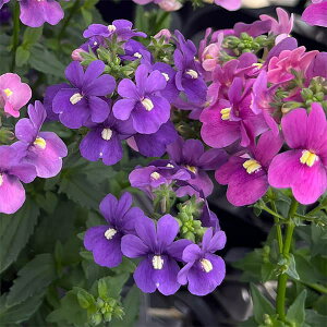 Ԃ̕c/[25N11{\]lVAFAWfB[vu[3.5|bg