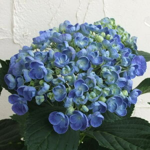 Ԗ ؂̕c/[25N11{\]AWTCF|bvR[iu[j3.5|bg