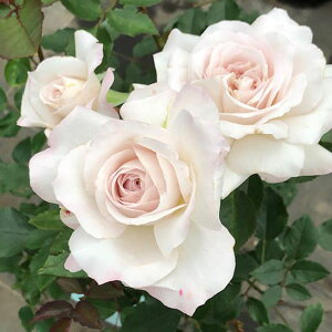 o̕c/[26N1{\]oFɐiԂjc6pA