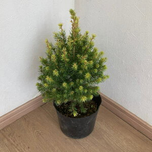 Ԗ ؂̕c/[25N11{\]Ji_gEqFJ.W.fCW[YzCg5|bg