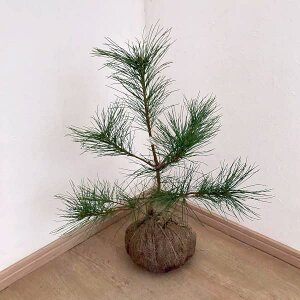 Ԗ ؂̕c/[25N11{\]}cijF`EZSE}c40cm