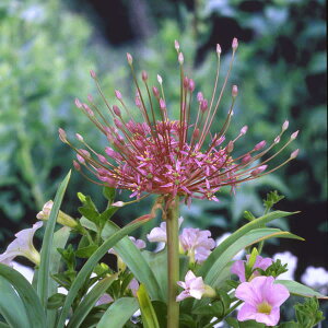 Ԃ̕c/[26N1{\]AEFV[xeB4.5|bg