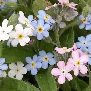 Ԃ̕c/[26N1{\]XiOTFx~[V[Y ԐF~bNXA4.5A